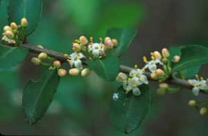 Yaupon Holly buds and flowers on branch